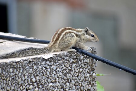 Cute stripes animal