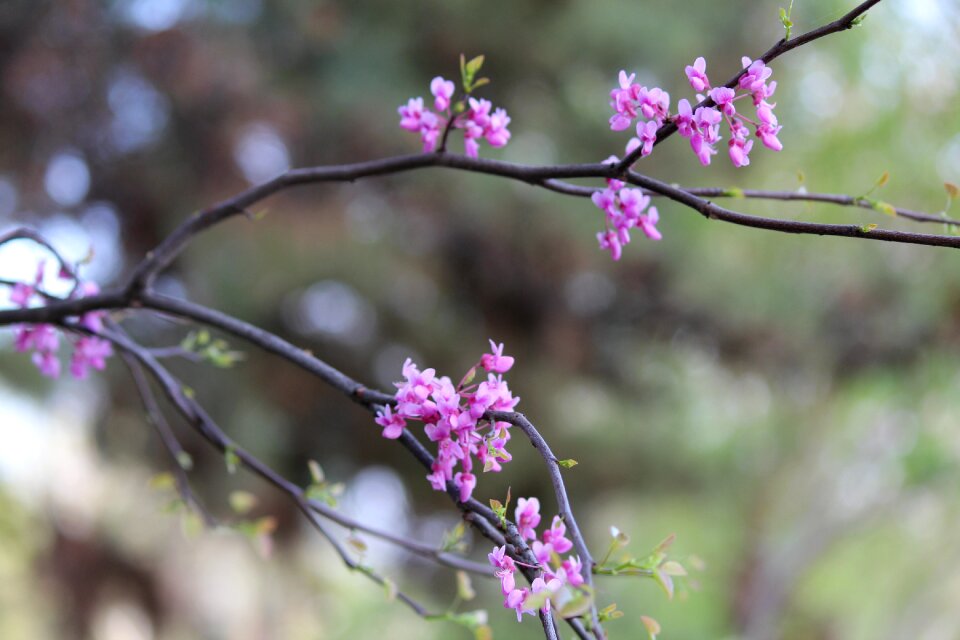 Branch tree season