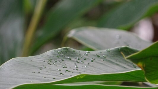 Water drops green leave green photo