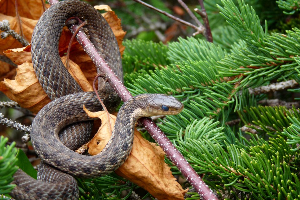 Snake fauna animal