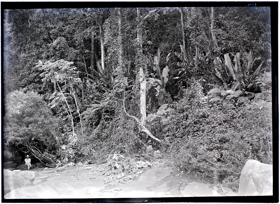 Deelnemer aan de expeditie van 1904-1905 zittend aan bosrand nabij het stroomgebied van de Tapanahoni-rivier