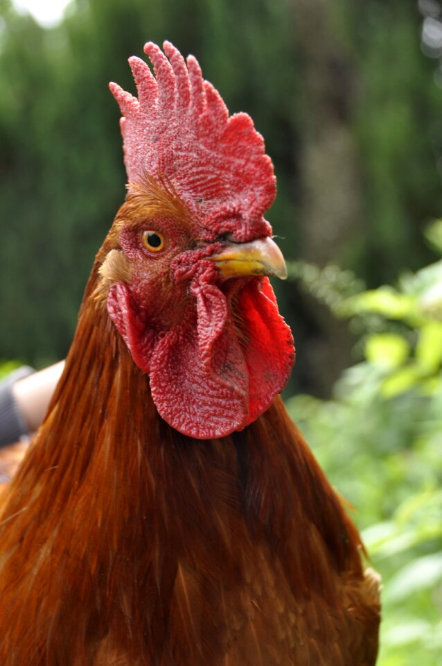Plumage poultry portrait
