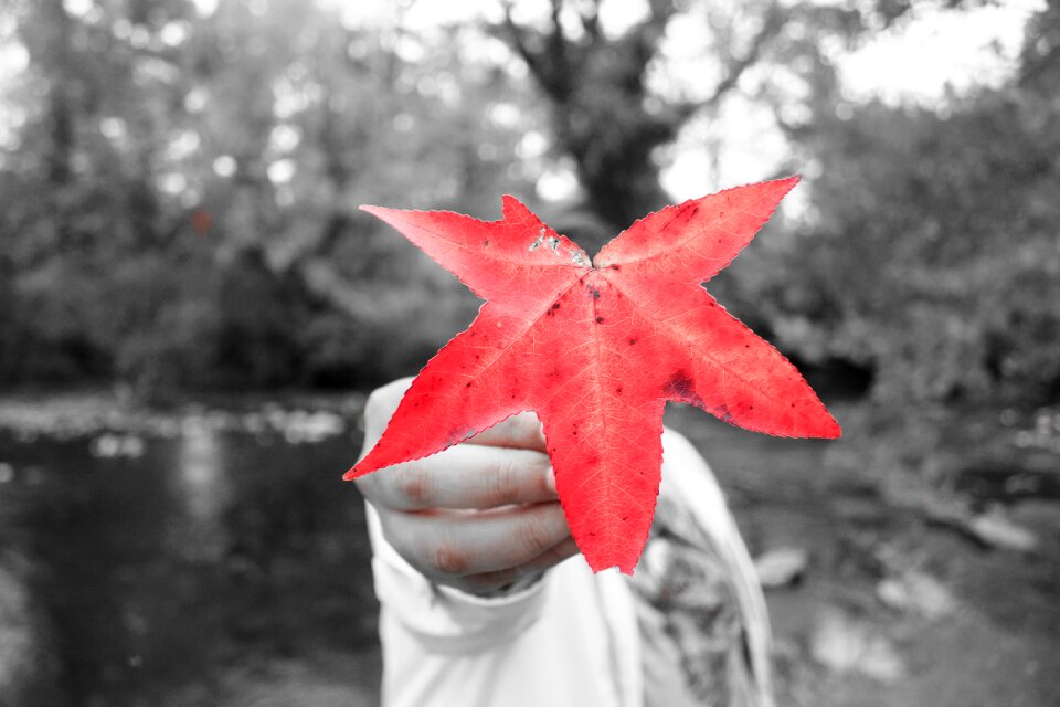 Red nature leaf photo
