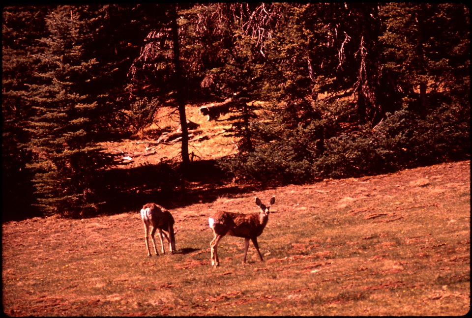 Deer in Kaibab National Forest, near the North Rim of Grand Canyon (4266469840)