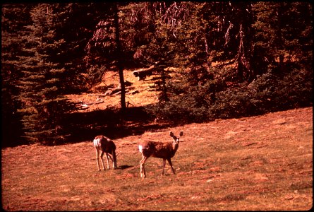 Deer in Kaibab National Forest, near the North Rim of Grand Canyon (4266469840)