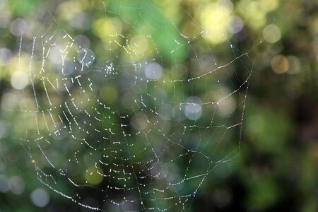 Dew nature pattern photo