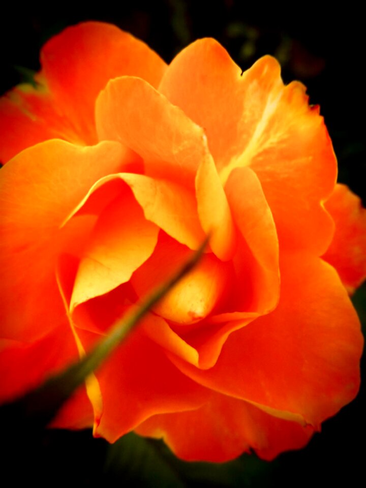 Orange floral spring