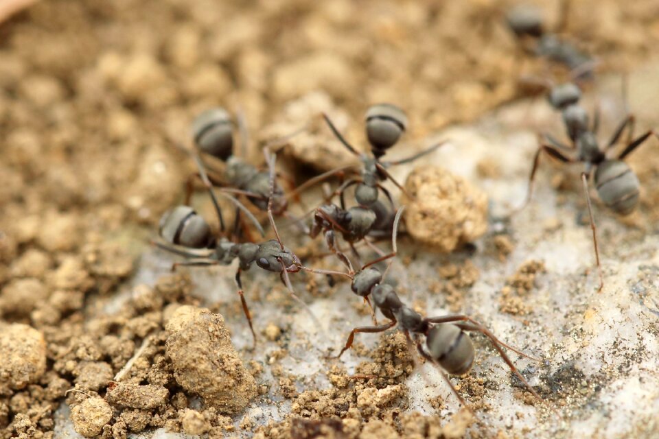 Insect macro close up
