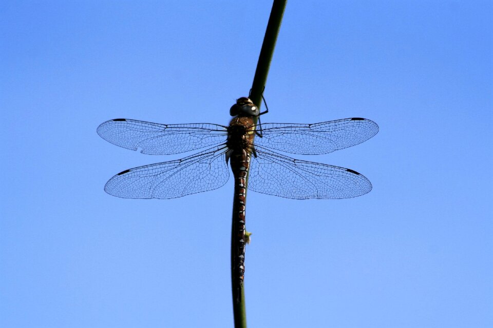 Wing fly nature