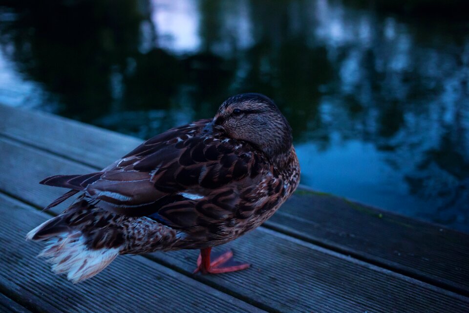 Brown closeup duck
