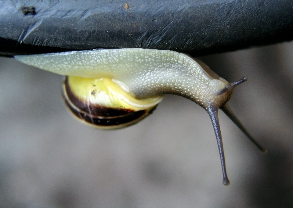 Gastropod nature snail