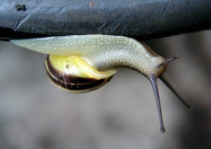 Gastropod nature snail