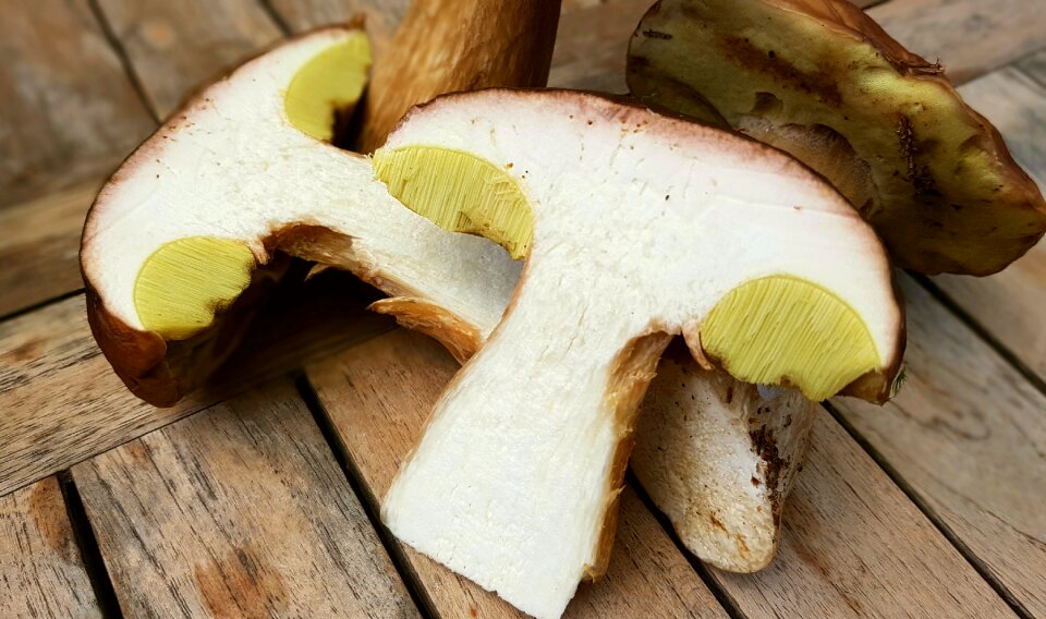 Edible food mushroom picking