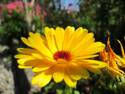 Flower solgul garden