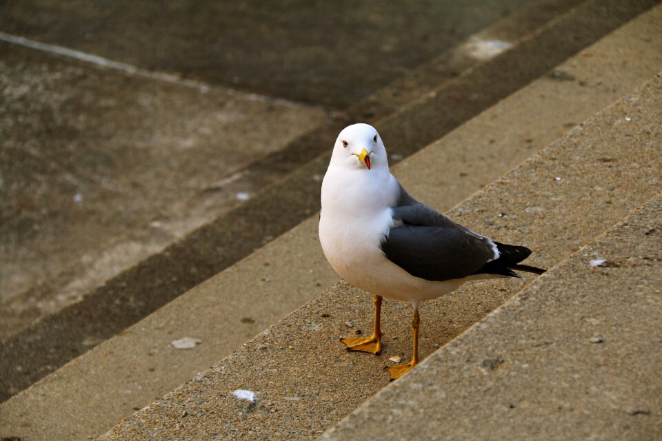 Birds animal brown news