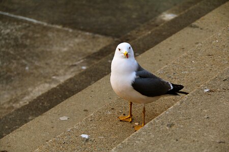 Birds animal brown news