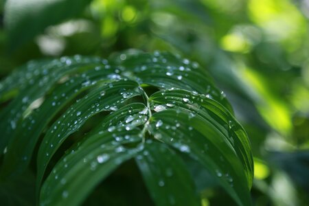 Nature pearl of great price non