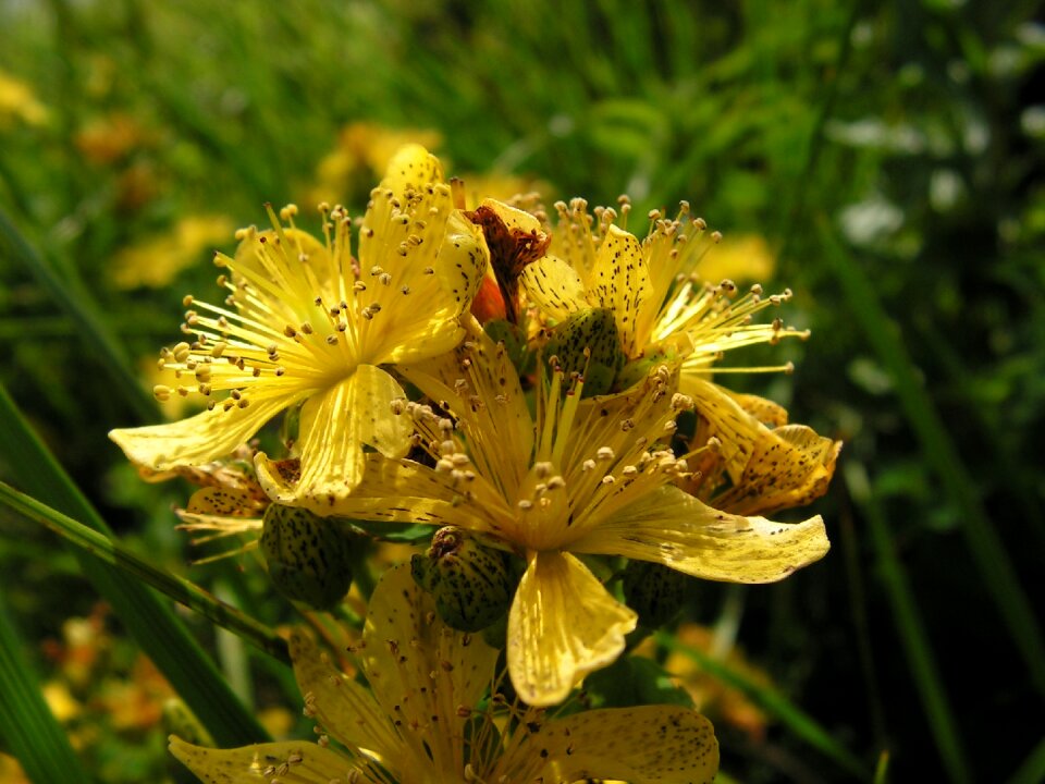 At the court of summer st john's wort