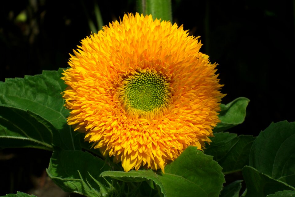 Flower ornamental sunflower leaf