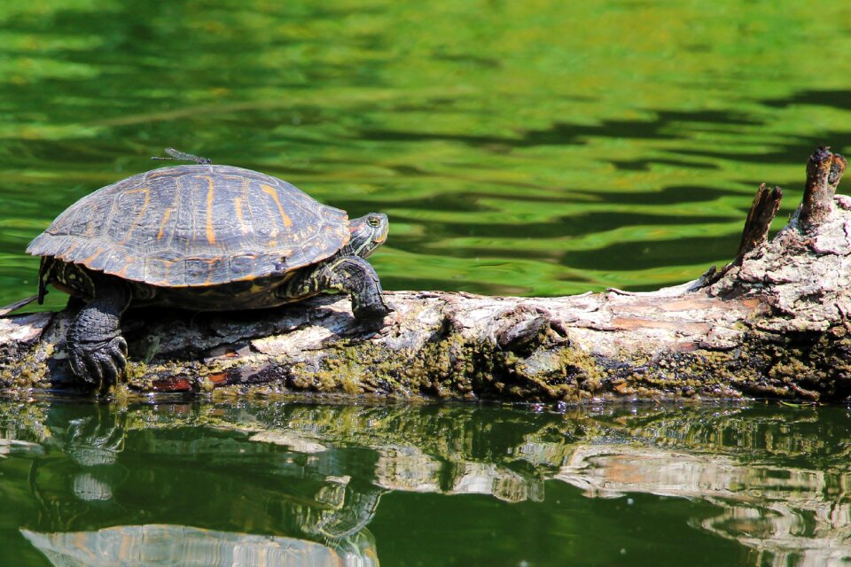 Body of water turtle lake