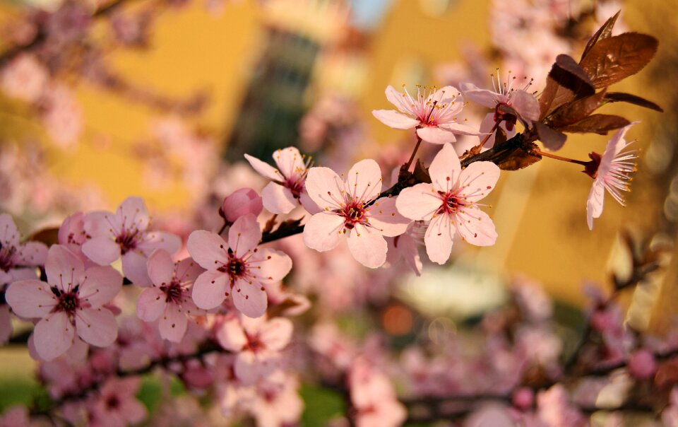 Nature plant floral