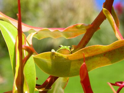 Frog canary islands amphibians