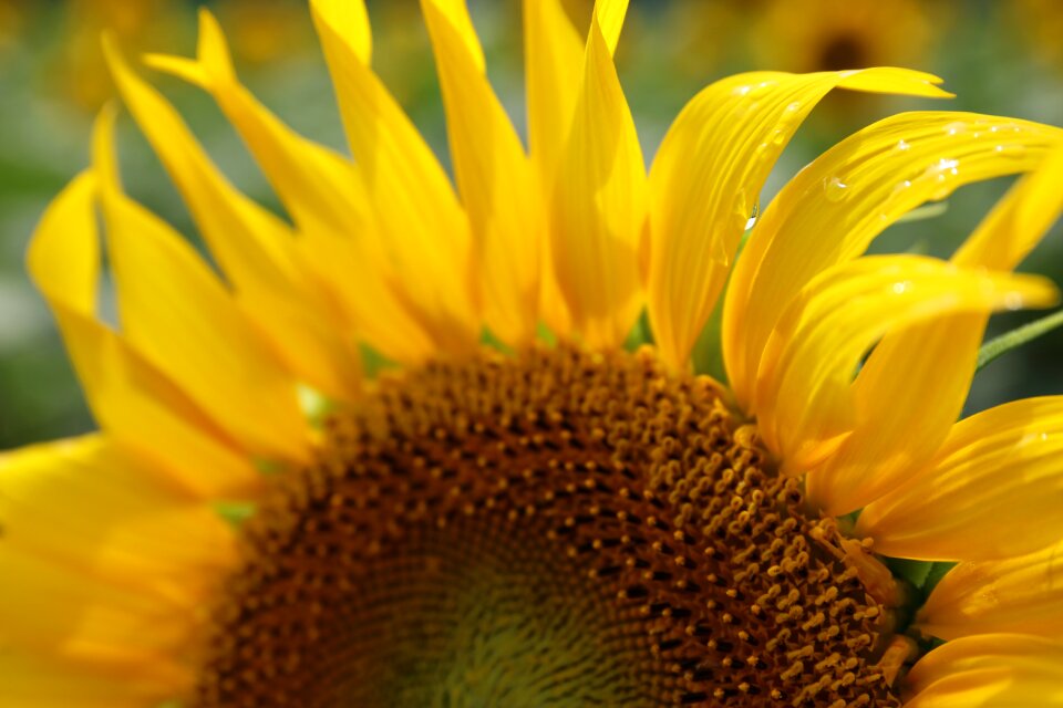 Bloom garden plant