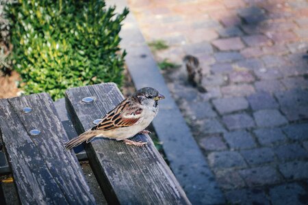 Birdwatching cluj colour