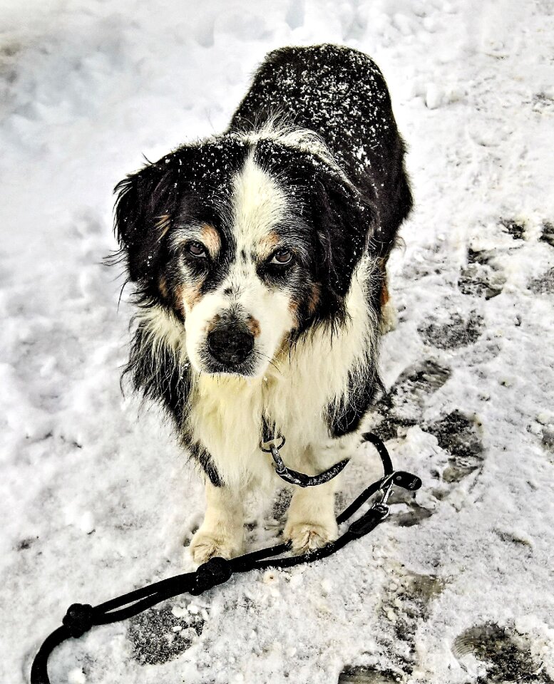 Black brown white male senior