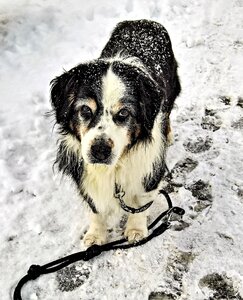 Black brown white male senior