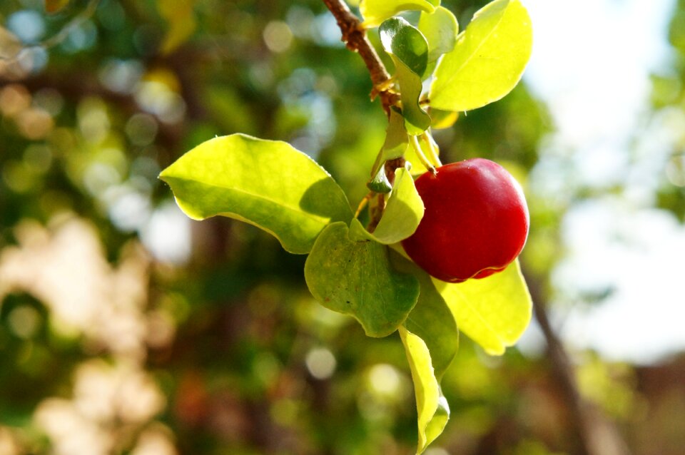 Acerola fruit vitamin