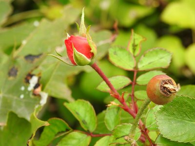 Red bud rose bloom
