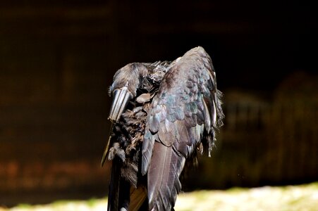 Bucorvus bird bill photo