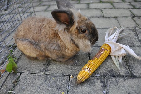 Vegetables animal eat