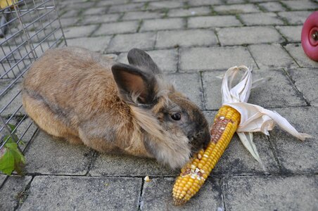 Vegetables animal eat