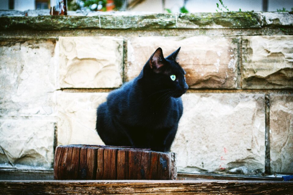 Bulgaria cat pomorie