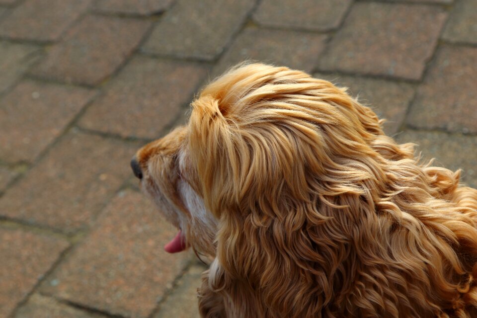 Dog pup texture