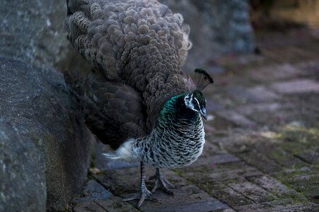 Green tail wildlife photo