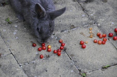 I love you rabbit cherries photo