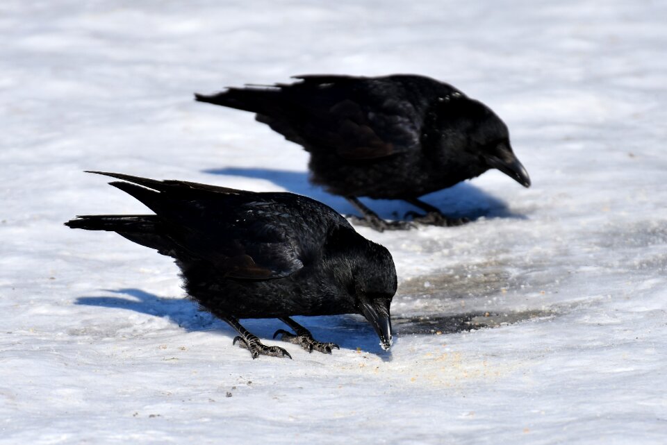 Winter cold raven bird