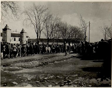 Defilierung der albanischen Jugend. Aufgenommen in Skutari am 14. März 1916. (BildID 15533095)