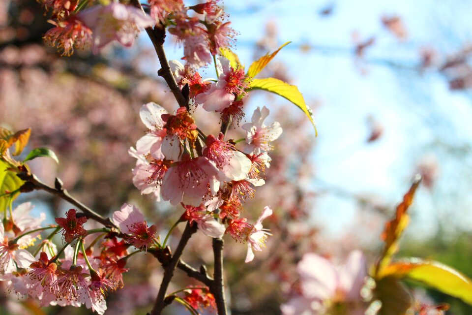 Flower cherry nature