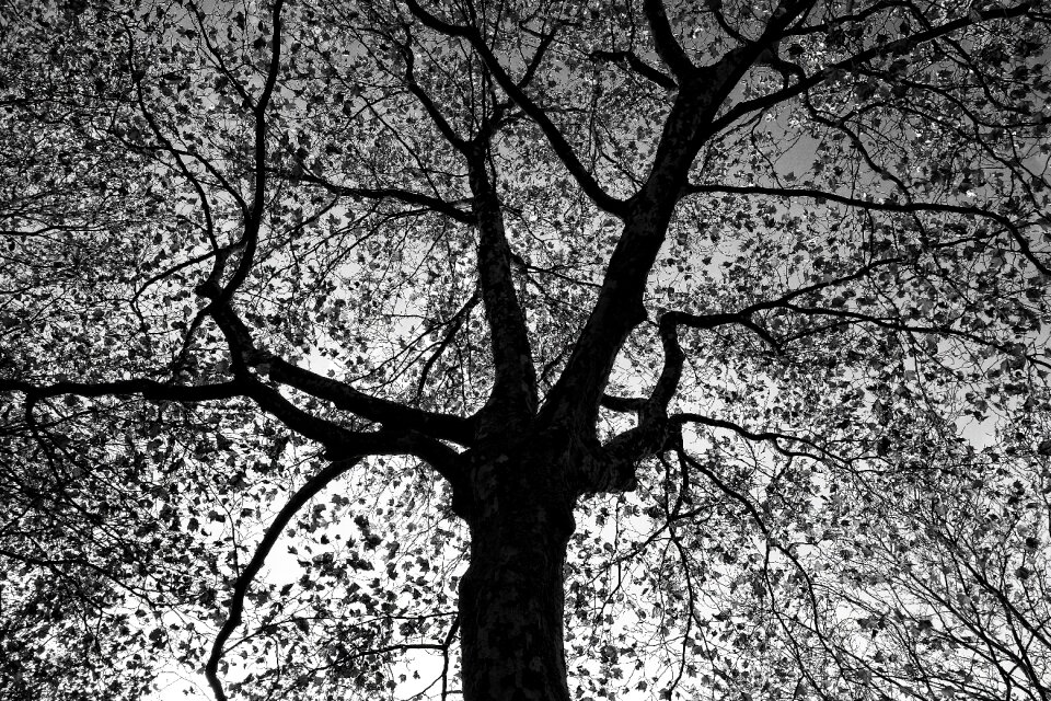 Bare branches foliage silhouette