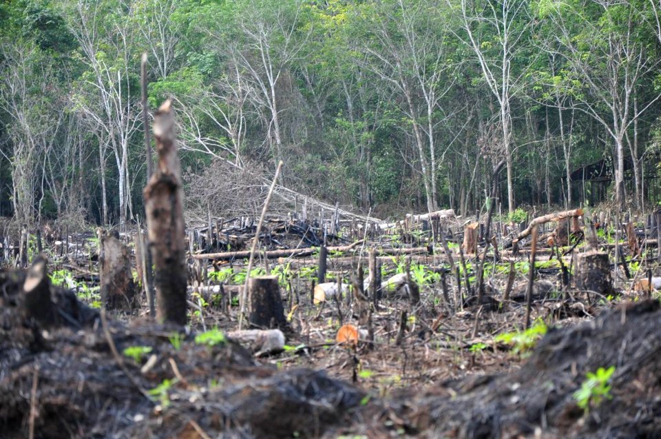 Deforestation site (18418058486)