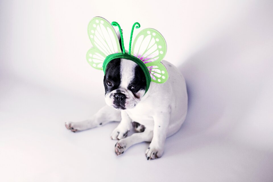 Butterfly canine cute