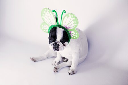 Butterfly canine cute photo