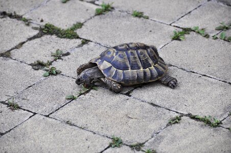 Greek tortoise turtle reptile photo