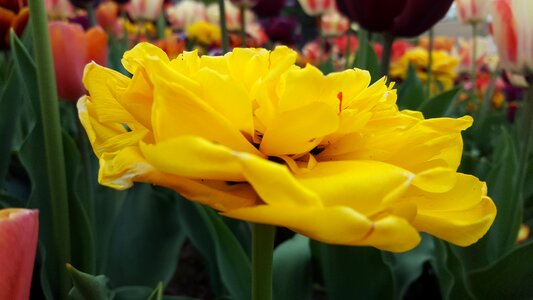 Yellow yellow flower plant