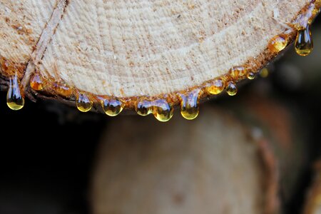 Wood resin drip firewood