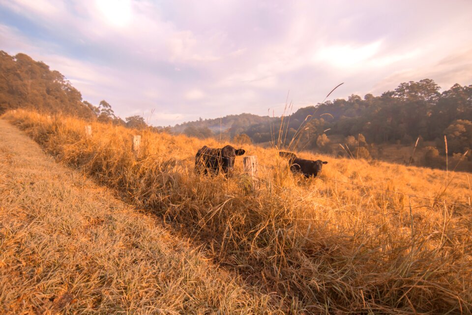 Farm australia brown cow